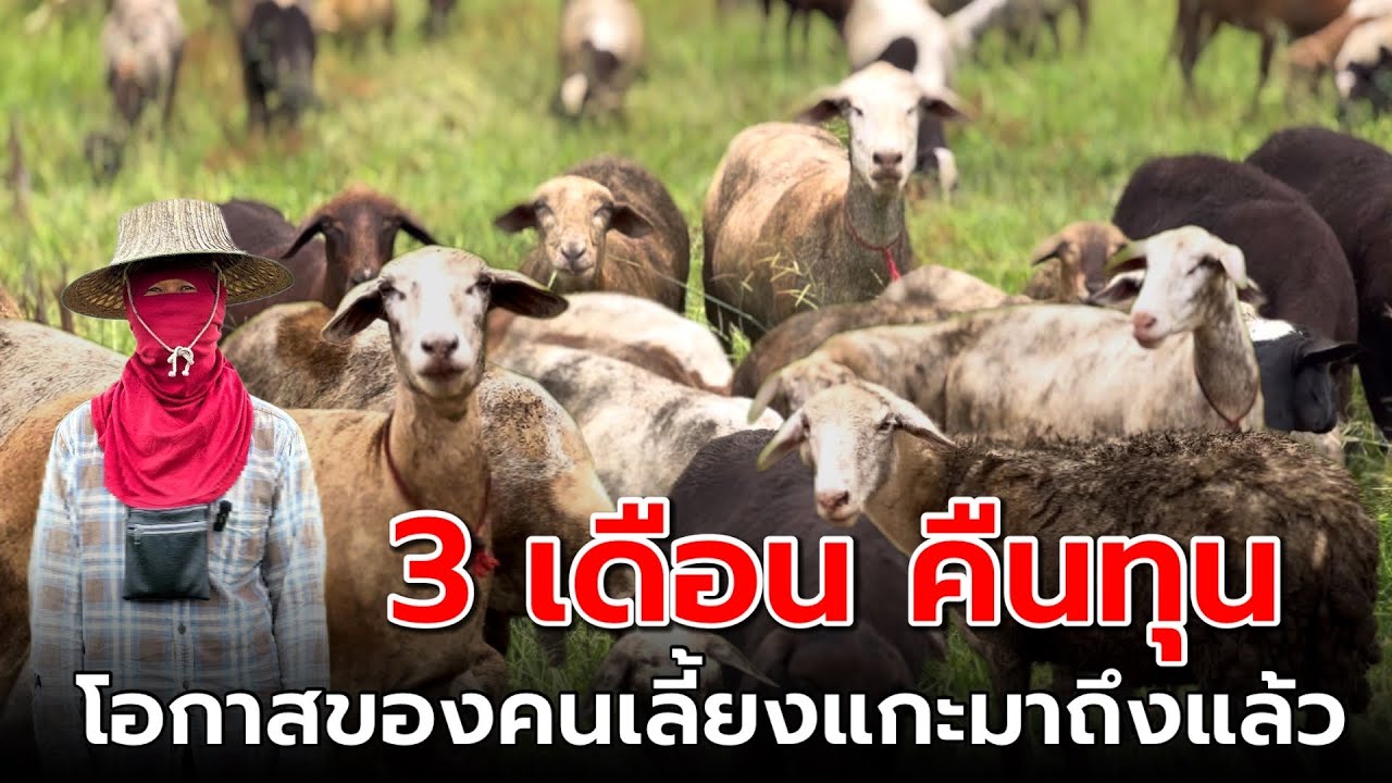 3 เดือน คืนทุน โอกาสของคนเลี้ยงแกะมาถึงแล้ว‼️ [ENG SUB]