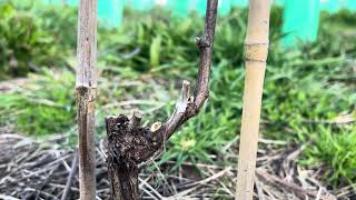 Two Budding Example Of A Successful Inverse Bud - Soft Pruning screenshot 5