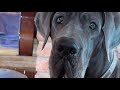 That ‘popcorn’ smell on your dog’s paws …you’re going to check, aren’t you? 🐾👇