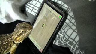 Bearded Dragon playing Ant Crusher screenshot 4