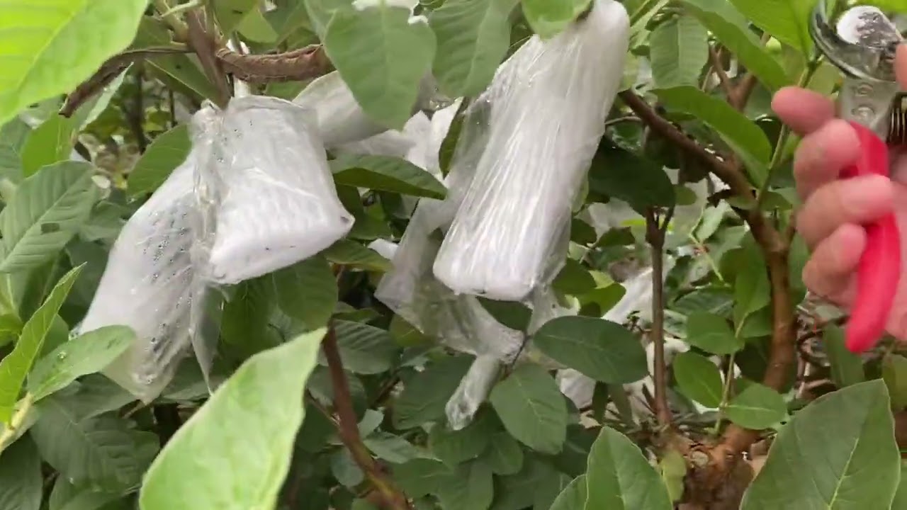 Bungkus jambu sambil potong pucuk😊😊🌲🌲🌳2022 Taiwan