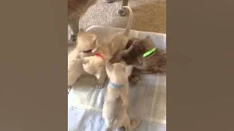 Video 5827301: tonkinese kitten