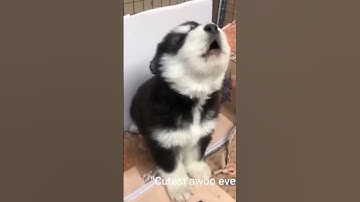 Thumbnail of baby husky howling cute #shorts