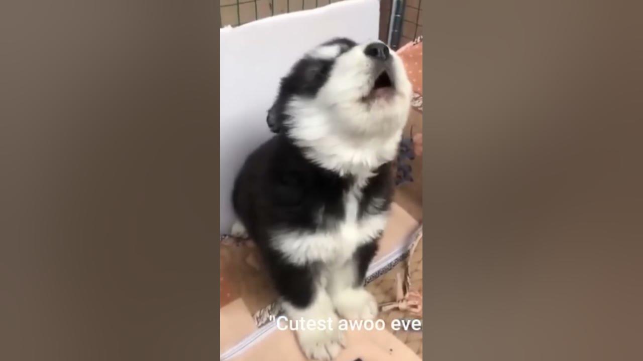 baby husky howling cute #shorts