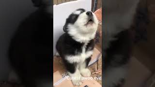 Baby Husky Howling Cute 