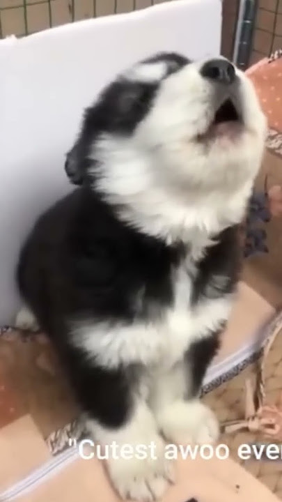baby husky howling cute #shorts