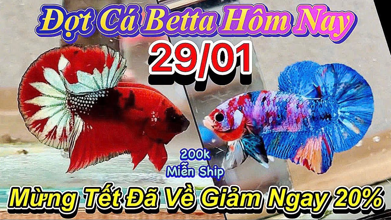 ❤️29/01/2026_Clip Betta Cực Đẹp_GIẢM GIÁ 20%_Giá Siêu Mềm_Cá Giống_Tuyển Chưng Tết❤️