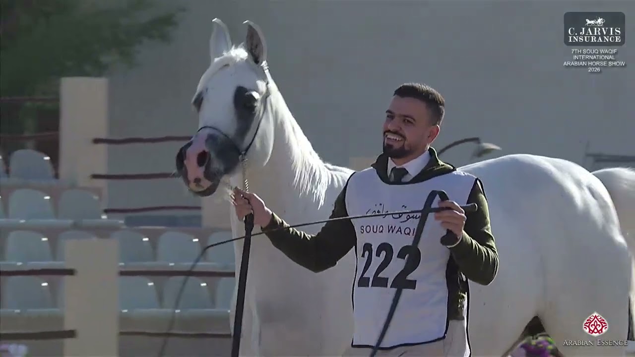 N.222 GAMAR TS - 7th Souq Waqif Int. Arabian Horse Show 2026 - Mares 11+ Years Old (Class 9)