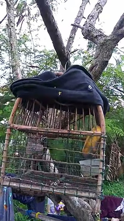 Cak hijau mini...suara asli hutan