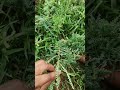а Ёа а Іа Ќа І а µа Ѓа ёа а а ї а ља џа Ќа џа Ѓ Short Ytshort Video Youtube Like Subscribe а Ёа а Іа Ќа І а µа Ѓа ёа а а ї а ља џа Ќа џа Ѓ Short Ytshort Video Youtube Like Subscribe