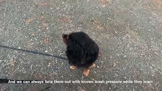 Ecollar training with small dog Cavalier King Charles Spaniel — Balanced Dog Training