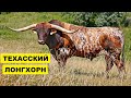 Порода Техасский Лонгхорн, Животноводство, Мясное Скотоводство, Коровы И Быки Техасский Лонгхорн