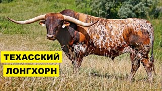 Порода Техасский Лонгхорн | Животноводство | Мясное скотоводство | Коровы и быки Техасский Лонгхорн