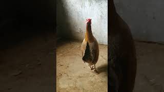 Hen sound effect#Chicken#Song#Short