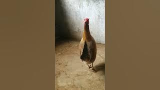 Hen sound effect#Chicken#Song#Short