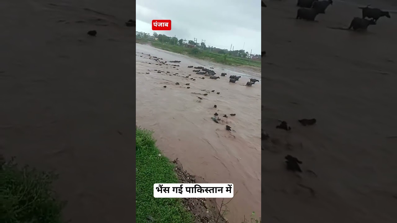 पंजाब में बढ़ ने मचाया आतंक पानी के भाव में बह गई भैंस।