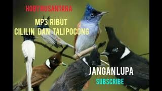 SUARA PIKAT kicau ribut burung cililin kombinasi burung tali pocong..  .. anti zonk !!!