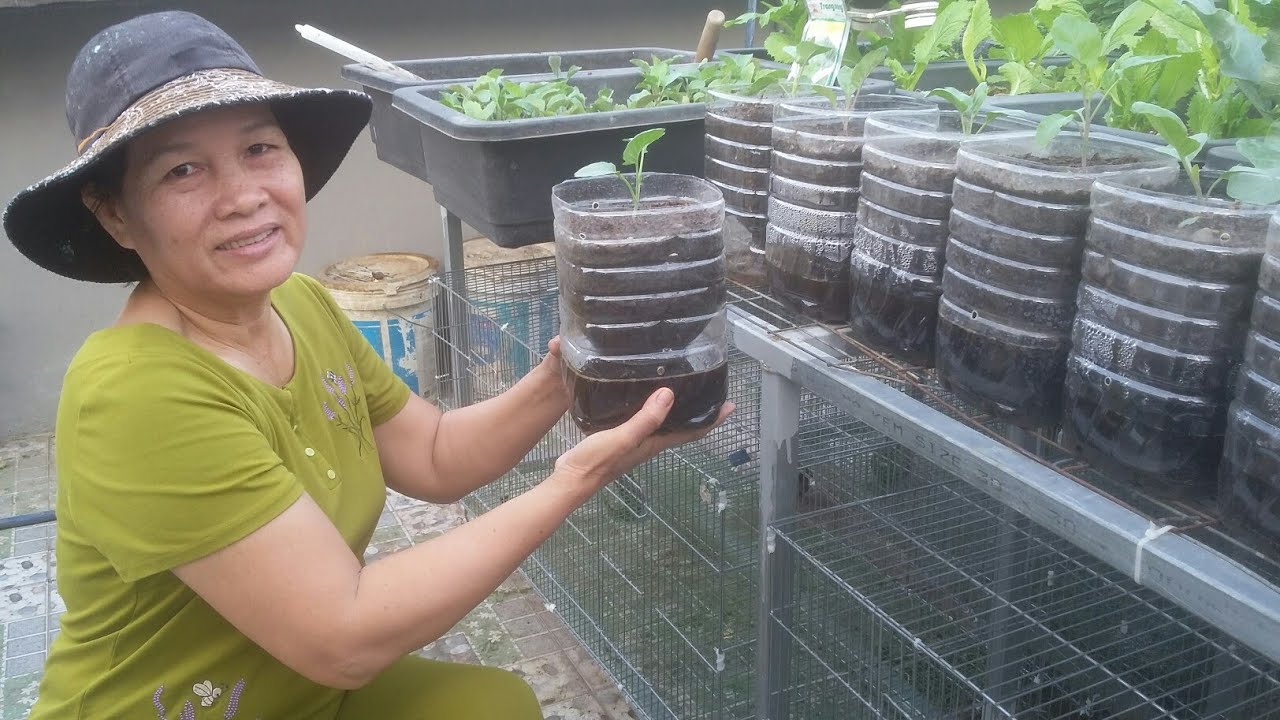 Tái chế bình 5 lít Lưu trữ nước , trồng cải Rổ rất dễ   |   Khoa Hien 293