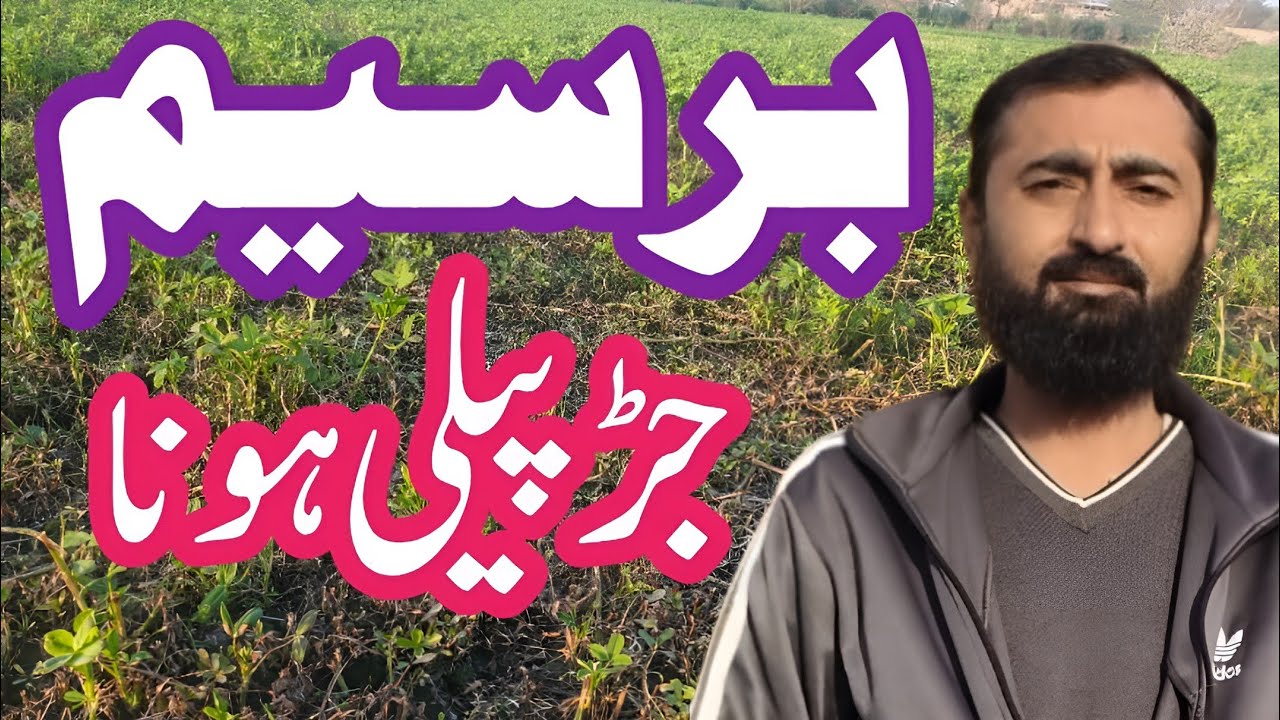 Berseem Root Yellowing Problem || Berseem fodder || Berseem ki jar ka pela hona or iska hal #berseem