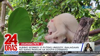 Albino monkey o puting unggoy, inalagaan ng isang pamilya sa South Cotabato | 24 Oras Weekend