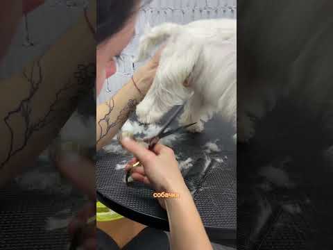 Тримминг вест-хайленд-уайт-терьер ❤️ #груминг #viral #dog #pet #animal #doglover #happy #cat #shorts
