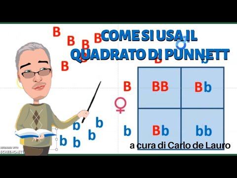 Video: Come si scrive un quadrato di Punnett?