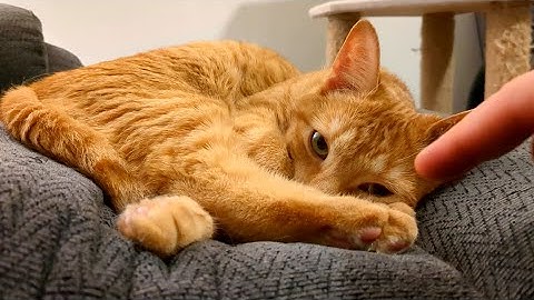 Cutest response to a boops