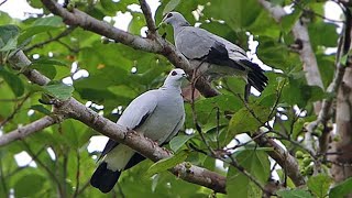 Merpati Hutan Perak, Merpati Silver Cantik Yang Terancam Punah