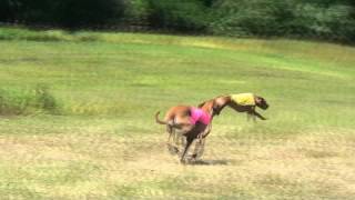 rhodesian ridgebacks ruby and mckenzie     lure coursing at metamora july 2,3rd and 4th 2011