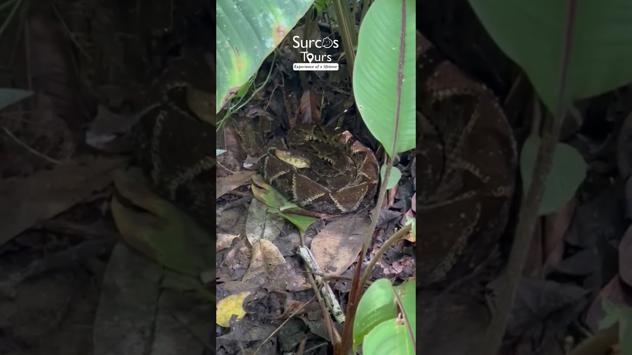 Terciopelo #5 | Corcovado National Park Costa Rica.