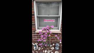 Spring Fever by Elvis 🎶 Again & The Road Rhododendrum