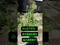 洛中里庭計画進行中！お庭の植物も観葉植物も同じ，植物本来の姿に戻す！楽しい活動！#cotoha #観葉植物 #コトハ