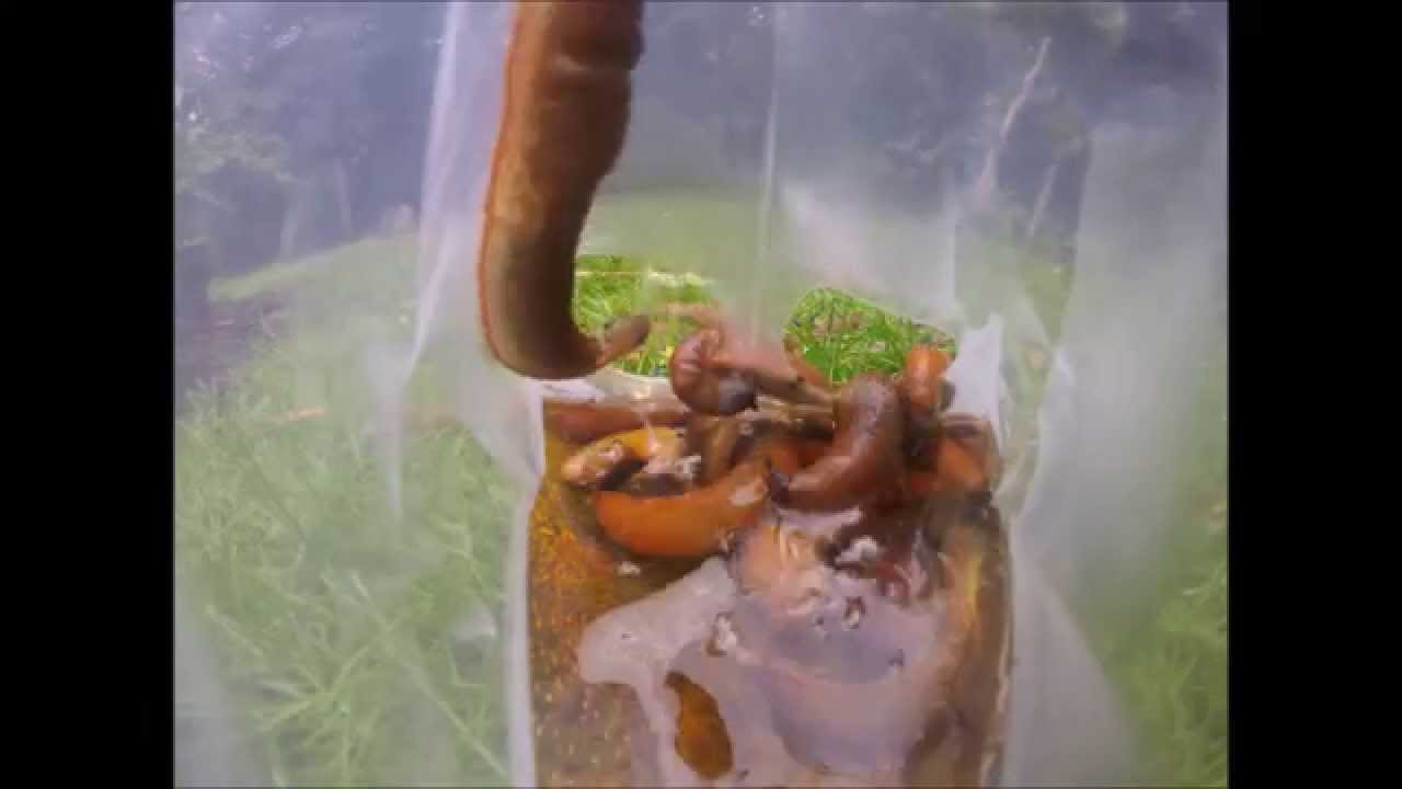 A unbeatable product - noslug again, inside out video