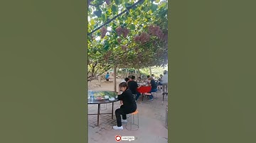 Trees grapevine ancient more than a hundred years #short #Satisfying #respect