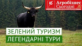 Зелений туризм: де в Україні можна побачити тарпанів та легендарних турів