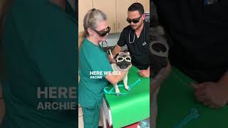 IVDD in Dogs & Laser Therapy !
