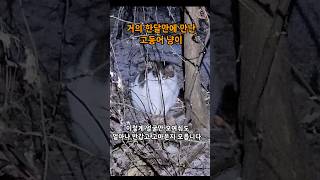 눈오는 날밤 많은 길냥이들이 사라진 마음아픈 급식소