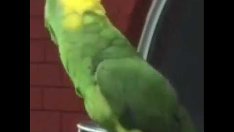 ببغاء يقرأ سورة الإخلاص سبحان الله