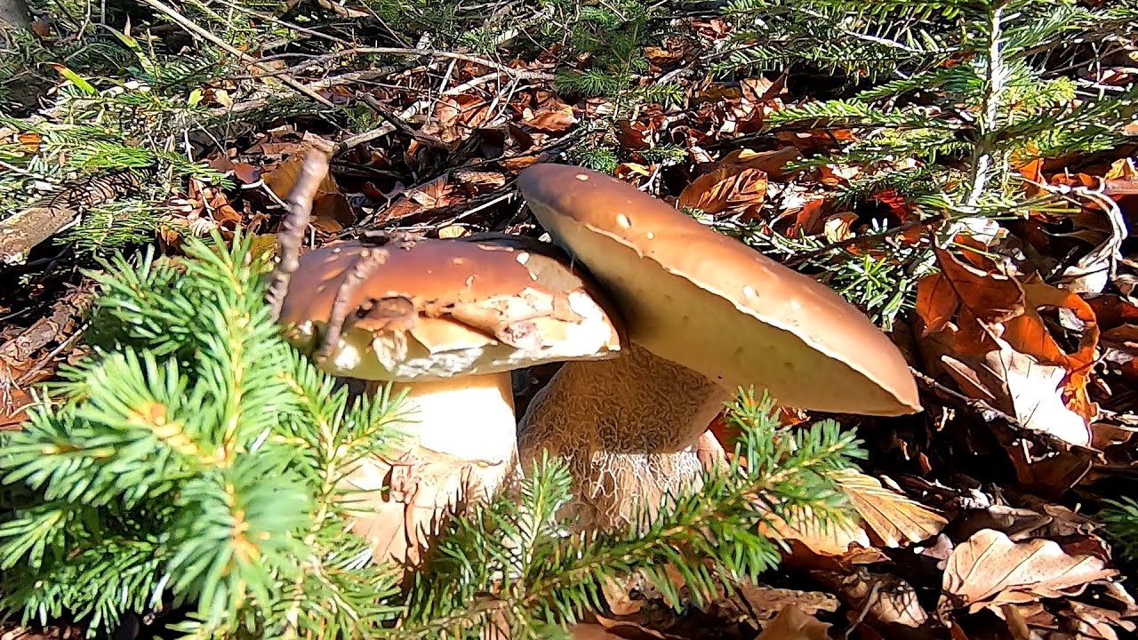 Оце Гриби! Оце Грибалка! Казка! По Білі Гриби в Карпати