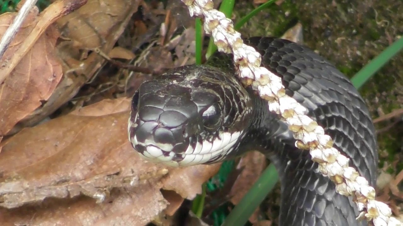 真っ黒なヘビ カラスヘビ