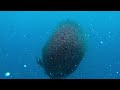 Bait ball frenzy, not a good day to be an Anchovy