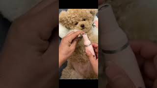 toy poodle cleaning  #shorts #youtubeshorts #pets #pethouse #dog