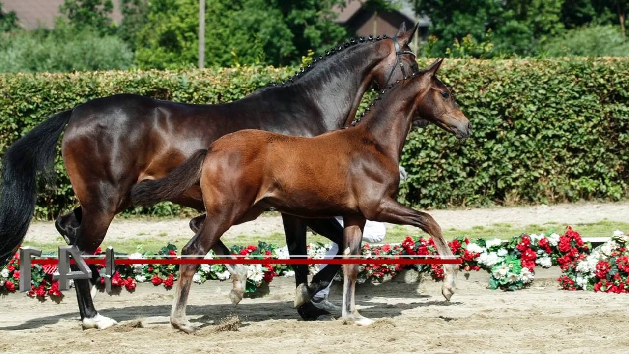 144 South Africa Stute v. Sezuan - Diamond Hit