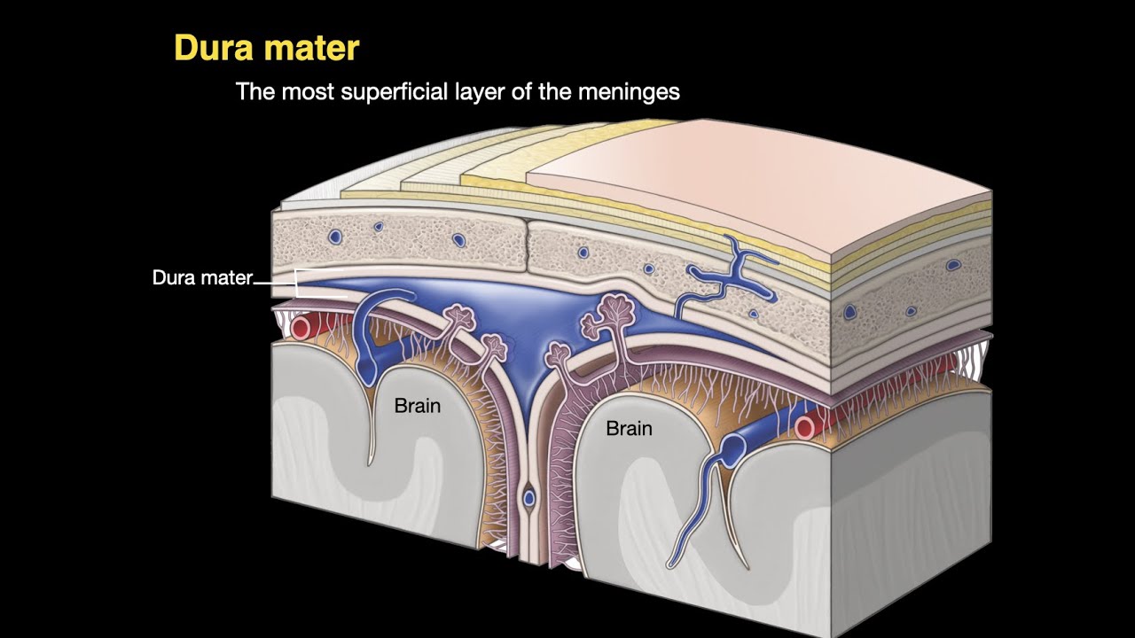 Meninges And Dural Venous Sinuses