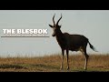The Blesbok (Bontebok) - Everything you need to know about Blesbok
