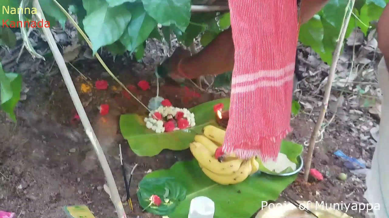 ಹಳ್ಳಿಯ ರೈತನ ಜಮೀನಿನಲ್ಲಿ, ಮುನಿಯಪ್ಪನ ಪೂಜೆ ಮಾಡುವ ಬಗ್ಗೆ ನೀವು  ತಿಳಿಯಲೇಬೇಕಾದ ಸಂಪೂರ್ಣ ಮಾಹಿತಿ MuniyappaPooja
