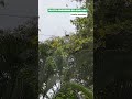 Monkeys Using Canopy Bridges SC-195/196