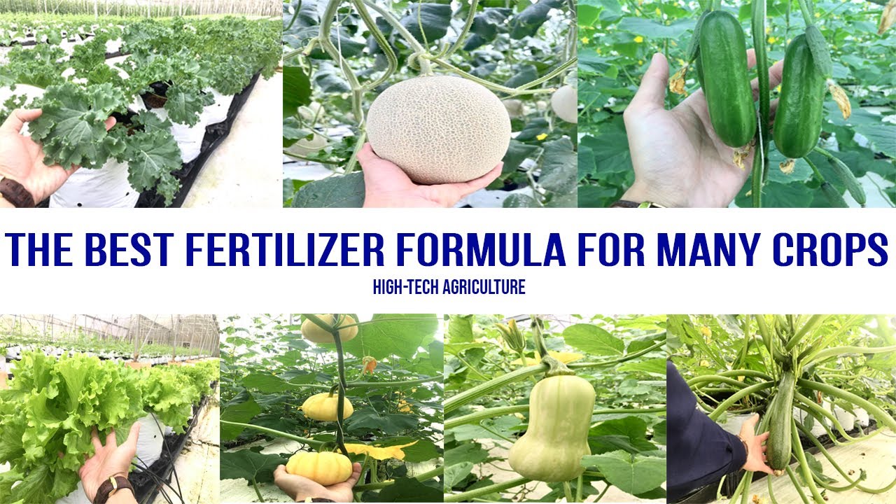 Best Fertilizer Formula For Melon, Cucumber, Zucchini, Squash, Pumpkin, Lettuce And Kale – Part 1