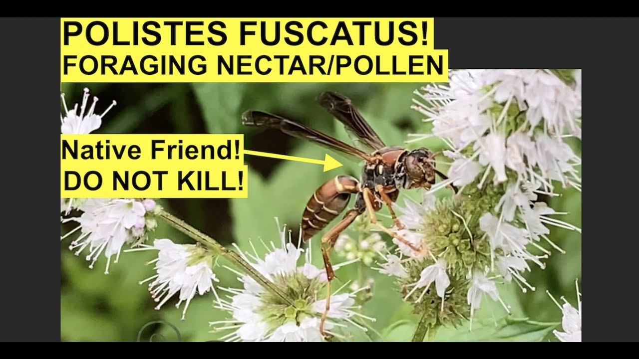Polistes Fuscatus (Northern Paper Wasp) Foraging Nectar/Pollen! Beneficial Species Needs Protection!