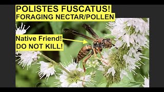 Polistes Fuscatus (Northern Paper Wasp) Foraging Nectar/Pollen! Beneficial Species Needs Protection! screenshot 4